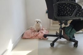 hond op kantoor
