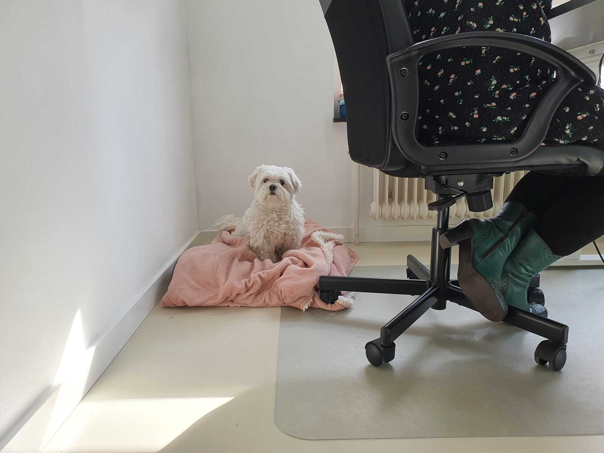 hond op kantoor