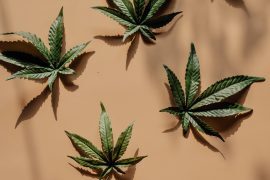 Cannabis kweken